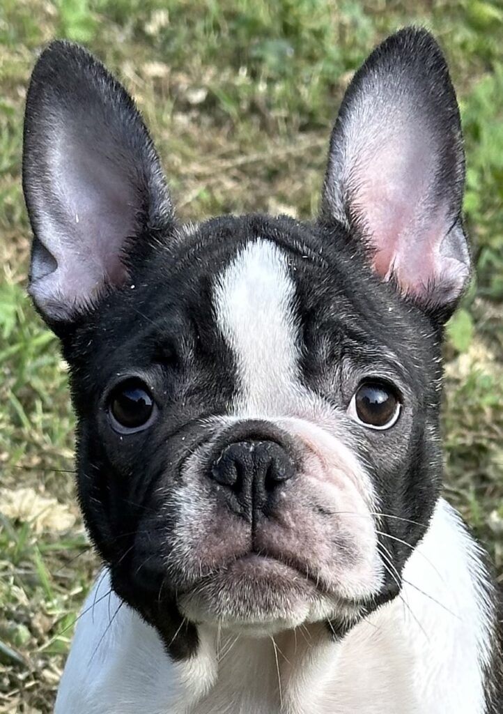 Cucciolo di bouledogue francese bianco e bringè