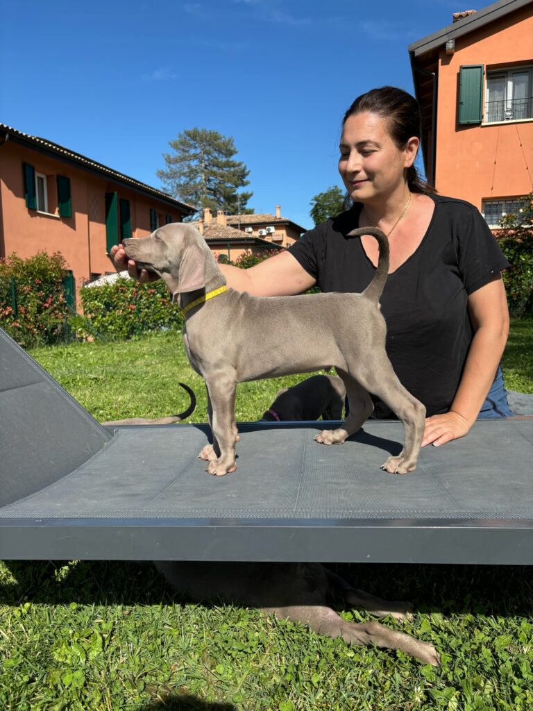 Cucciolo di Weimaraner disponibile