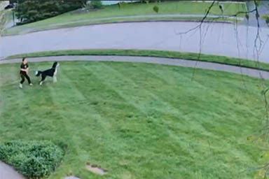 Ragazzo viene trascinato dal suo cane agitato: il video che diverte