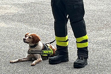 Foglia va in pensione: il saluto dei Vigili del fuoco alla cagnolina eroina del Ponte Morandi
