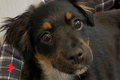 Viene adottato grazie a un'intera azienda: la storia del cane Artù