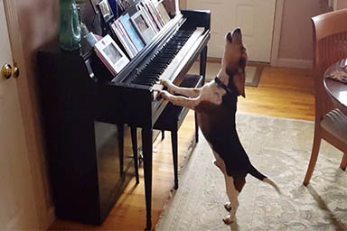 Morto Buddy Mercury, il cane che amava suonare e cantare al pianoforte