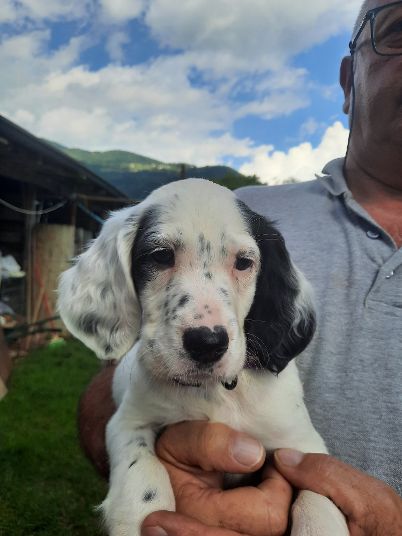 Stupenda Cucciolata di Setter Inglesi