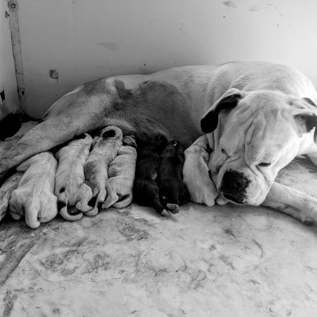 Bellissimi Cuccioli boxer bianco