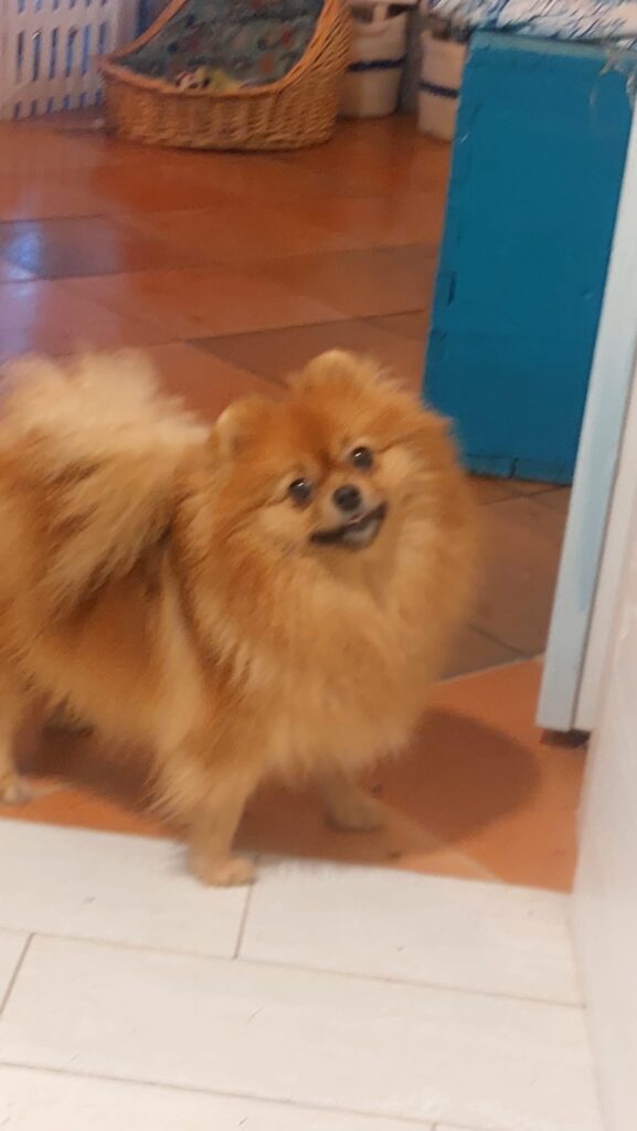 cucciole Spitz tedesco Nano, Volpino di Pomerania nati 10 aprile 2024