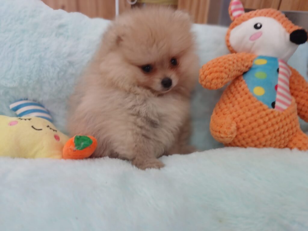 cucciole Spitz tedesco Nano, Volpino di Pomerania nati 10 aprile 2024