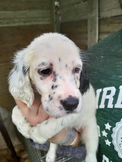 Stupenda Cucciolata di Setter Inglesi