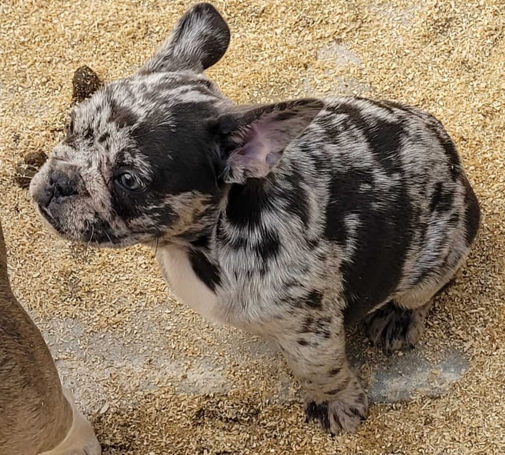 CUCCIOLI BOULEDOGUE FRANCESE