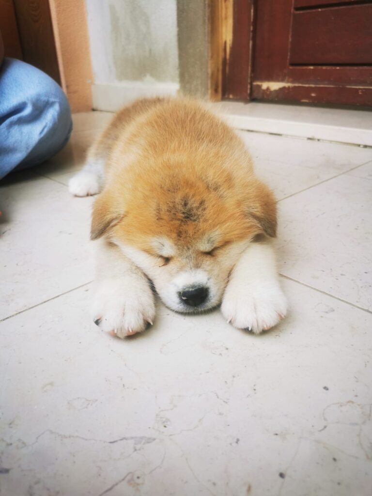 Akita Inu