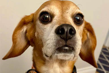 Anche Barkley adesso gioca: la storia di un Beagle salvato dai test di laboratorio