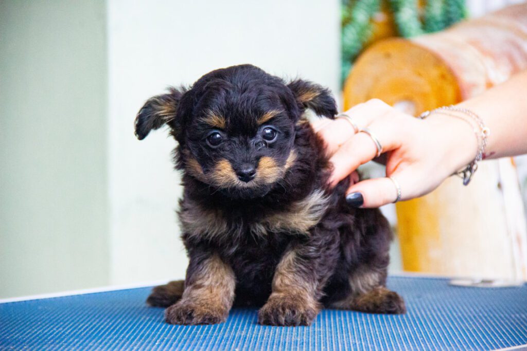 3 Cuccioli di Barboncino disponibili