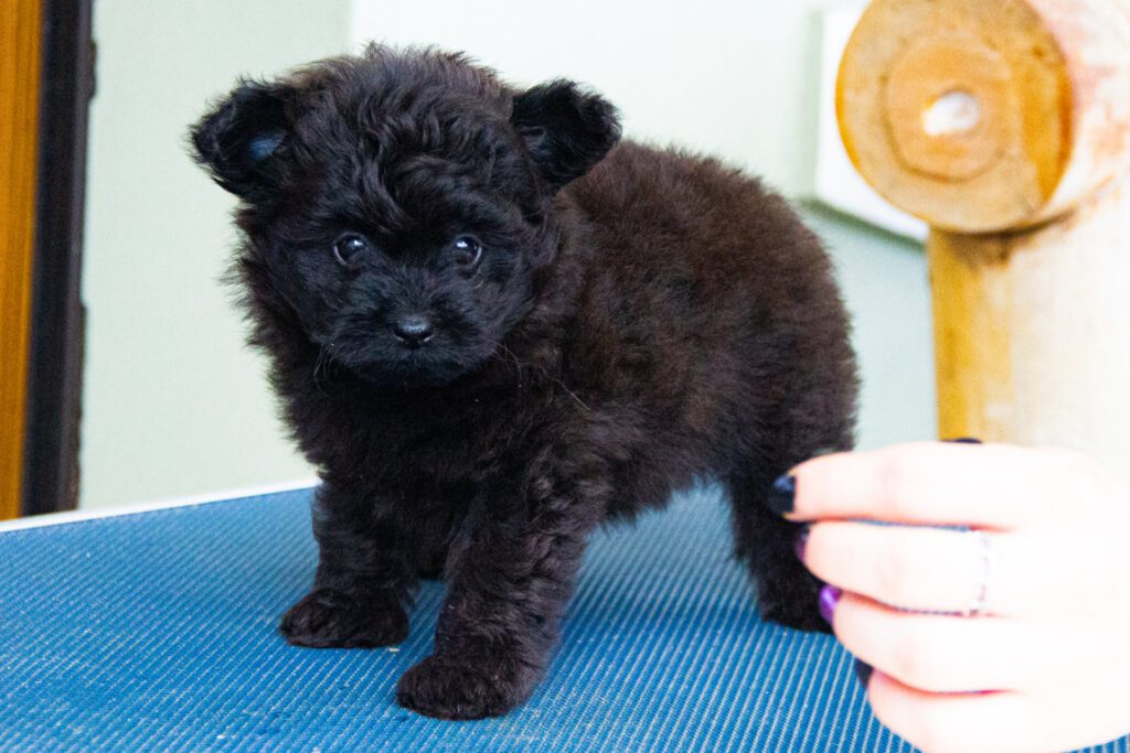 3 Cuccioli di Barboncino disponibili