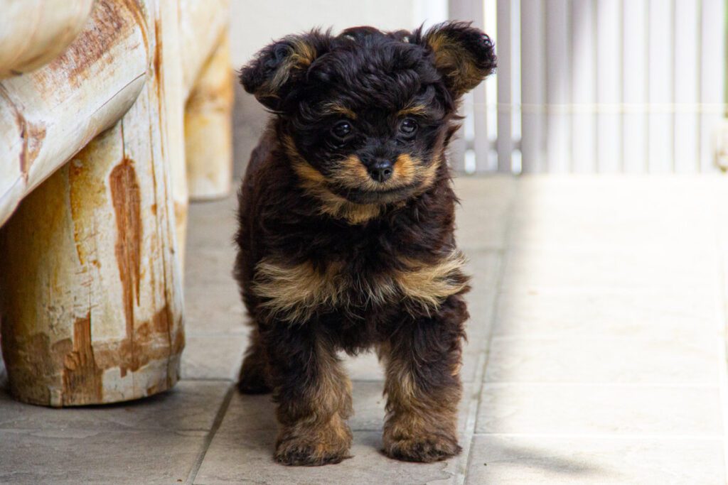 3 Cuccioli di Barboncino disponibili