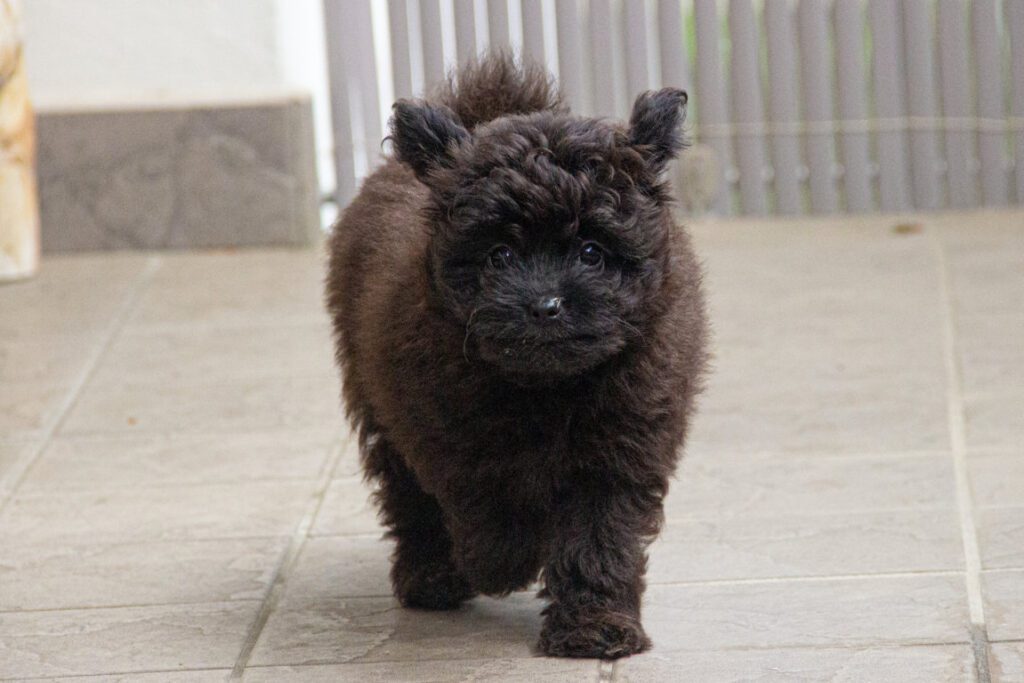 3 Cuccioli di Barboncino disponibili