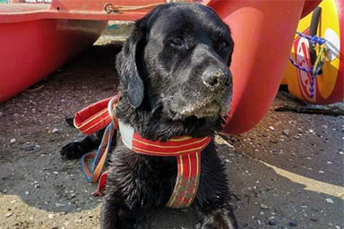 Addio a Fiamma, il cane bagnino per anni ha salvato turisti in difficoltà