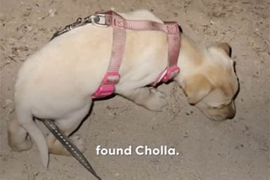 La storia del cane Cholla, trovato al buio in mezzo al deserto
