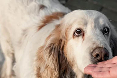 Un nuovo studio: i cani fiutano lo stress e questo inciderebbe sul loro umore