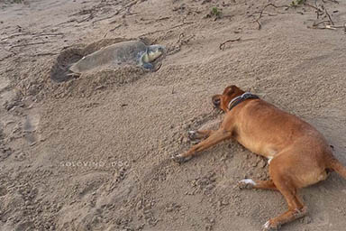 Dall'abbandono in spiaggia alla sua missione in riva al mare: proteggere le tartarughine appena nate