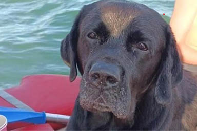 Viene risucchiato dalle correnti del mare: cane nuota per 5 ore e si salva