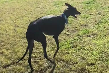 La felicità del cane Mozart, tornato a correre dopo aver perso una zampa per il cancro