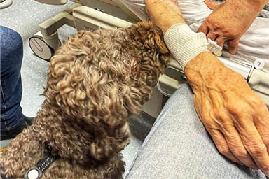 cagnolino in ospedale