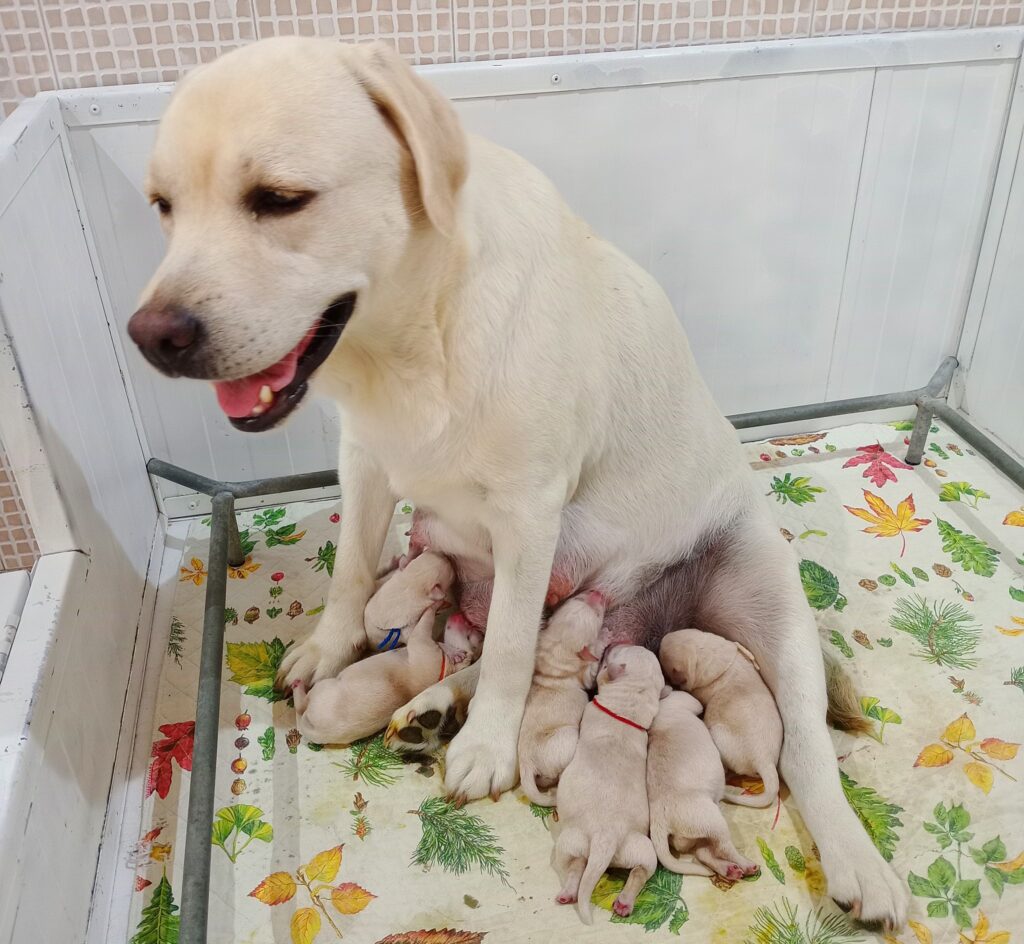 CUCCIOLI DI LABRADOR BIONDI con pedigree