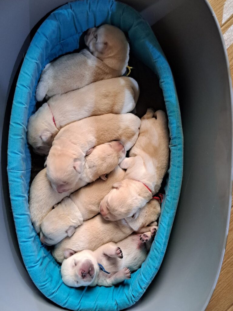 CUCCIOLI DI LABRADOR BIONDI con pedigree