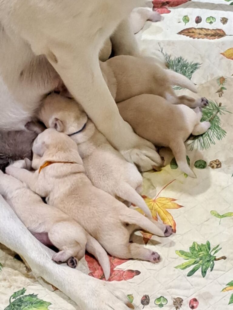 CUCCIOLI DI LABRADOR BIONDI con pedigree