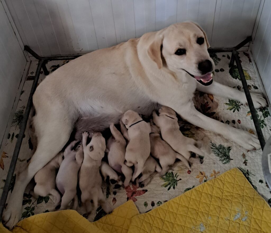 CUCCIOLI DI LABRADOR BIONDI con pedigree