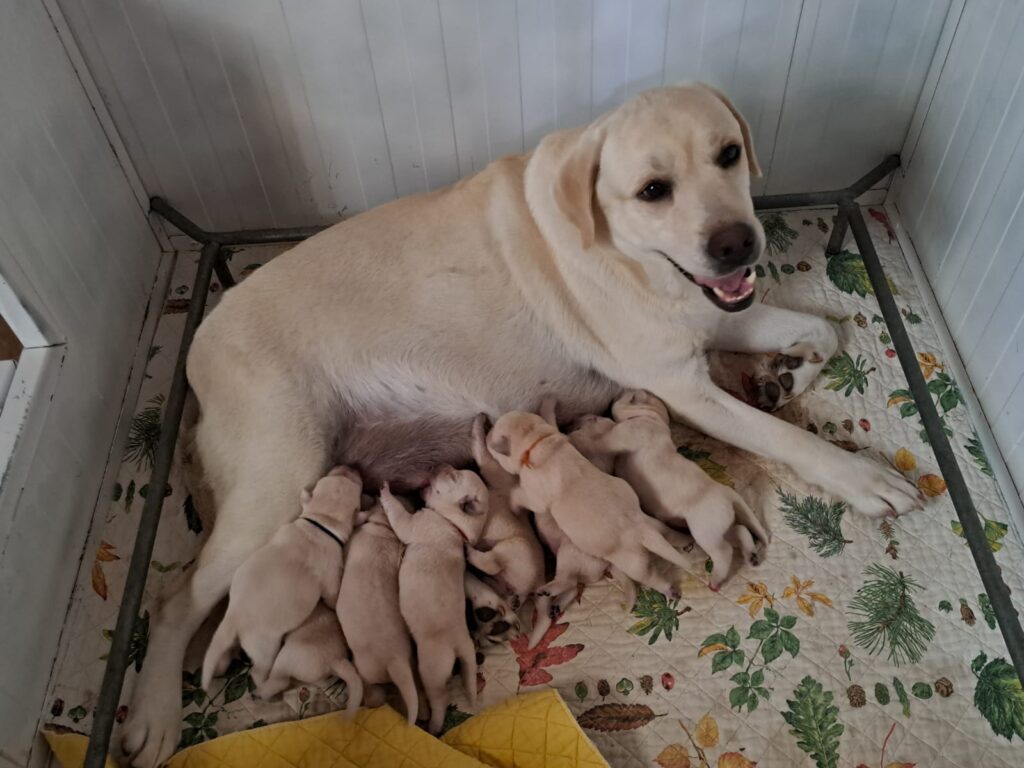 CUCCIOLI DI LABRADOR BIONDI con pedigree