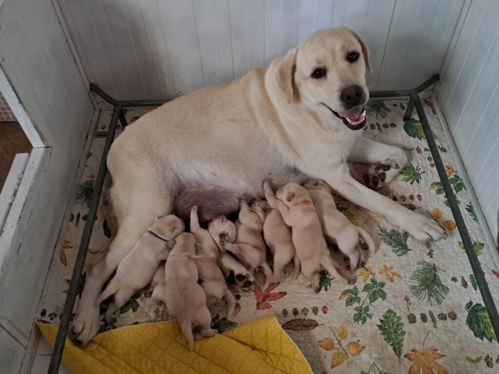 CUCCIOLI DI LABRADOR BIONDI con pedigree