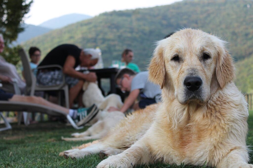 CUCCIOLI GOLDEN RETRIEVER