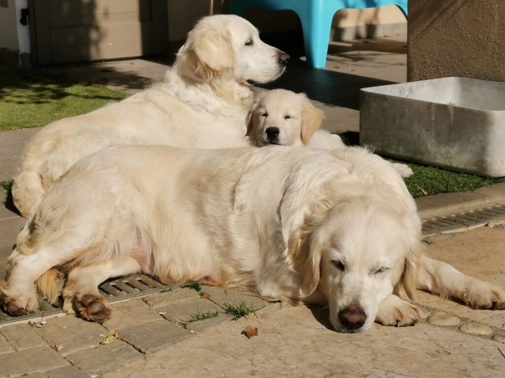 CUCCIOLI GOLDEN RETRIEVER