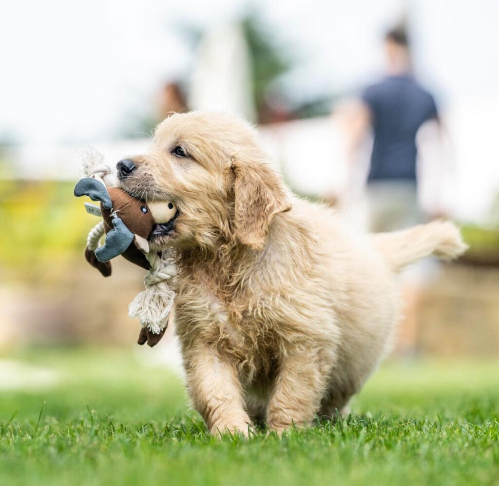 CUCCIOLI GOLDEN RETRIEVER