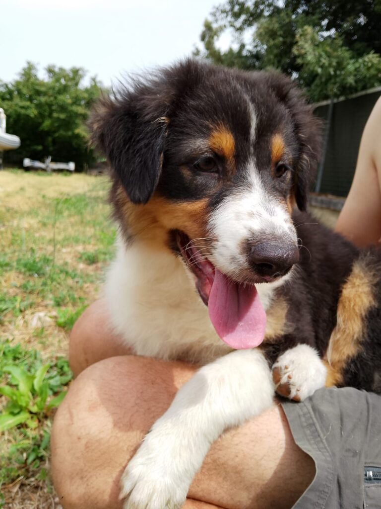 cucciole pastore australiano black tricolor