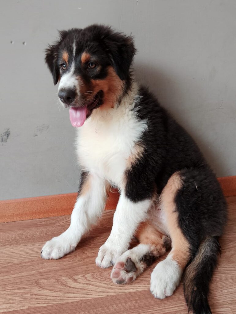 cucciole pastore australiano black tricolor