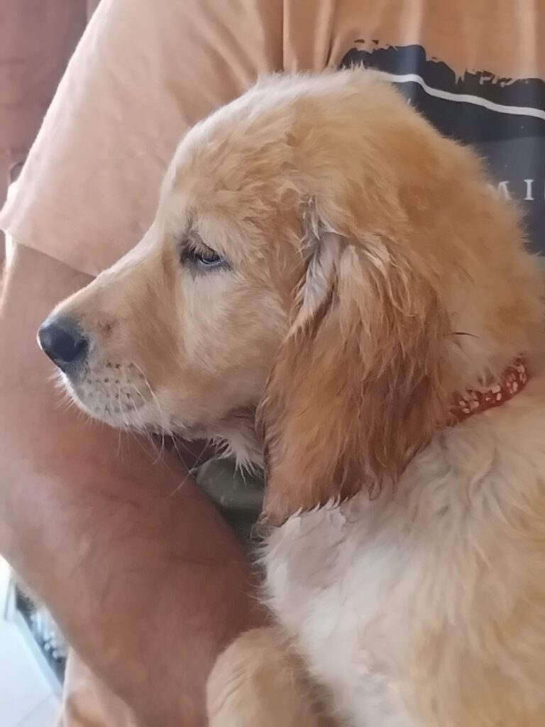 Cuccioli golden retriever