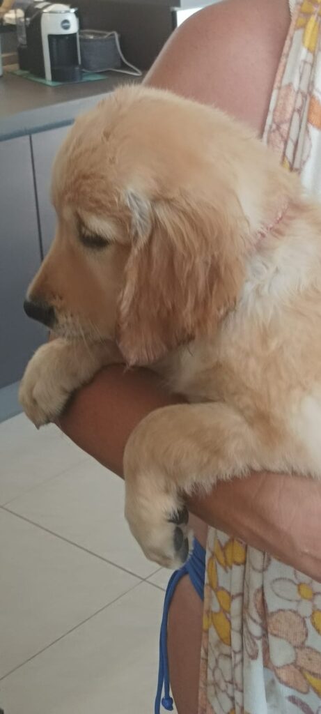 Cuccioli golden retriever