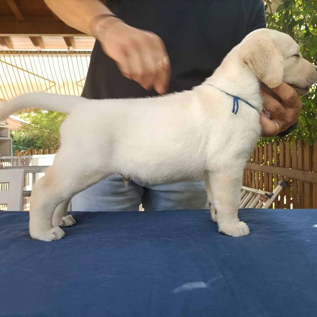 CUCCIOLI DI LABRADOR BIONDI con pedigree