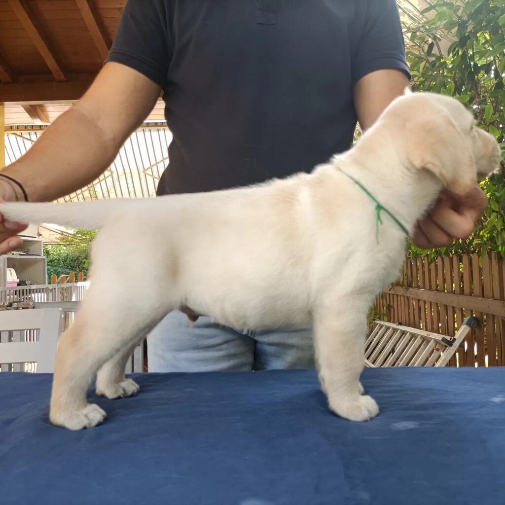 CUCCIOLI DI LABRADOR BIONDI con pedigree