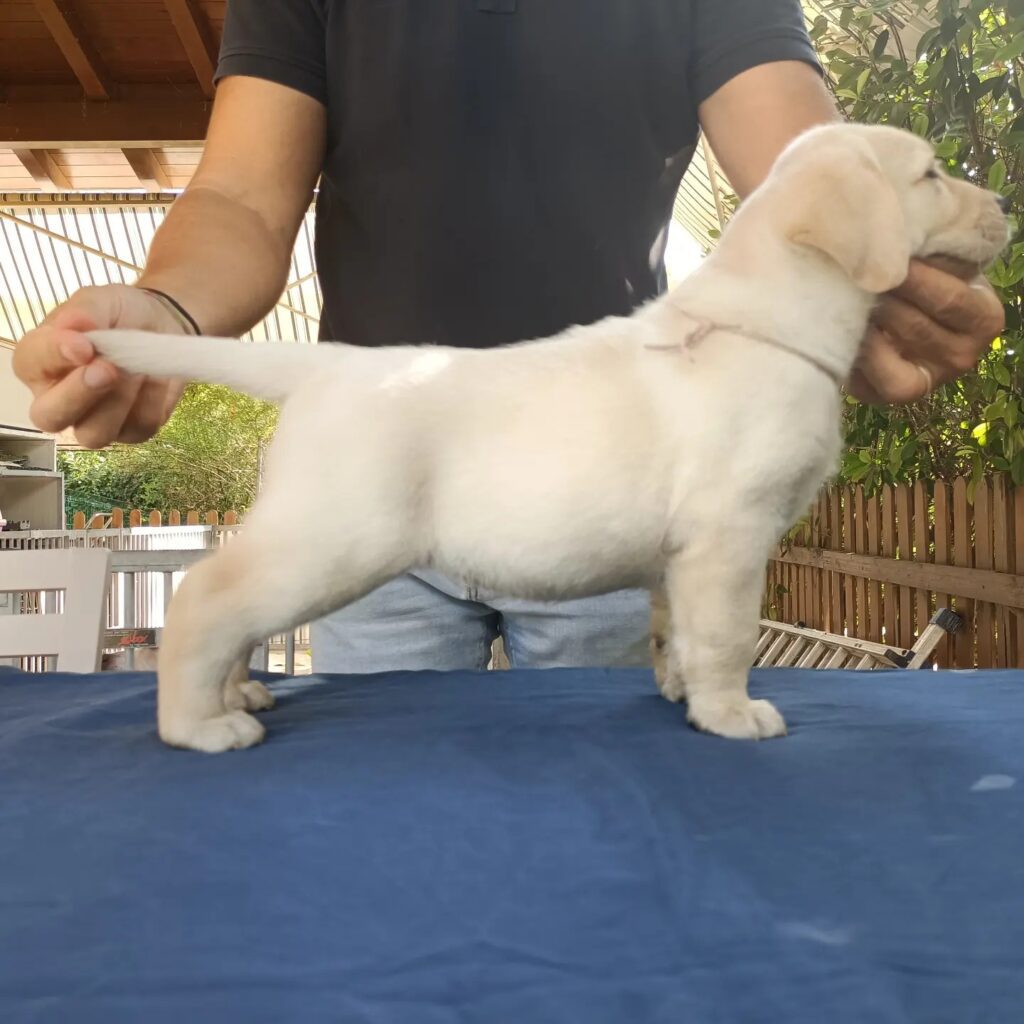 CUCCIOLI DI LABRADOR BIONDI con pedigree