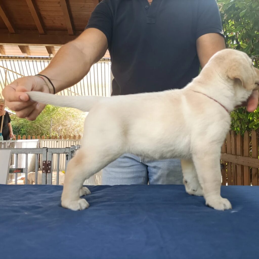 CUCCIOLI DI LABRADOR BIONDI con pedigree