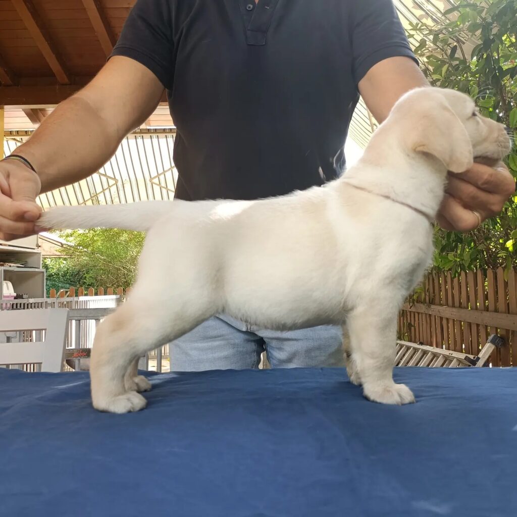 CUCCIOLI DI LABRADOR BIONDI con pedigree