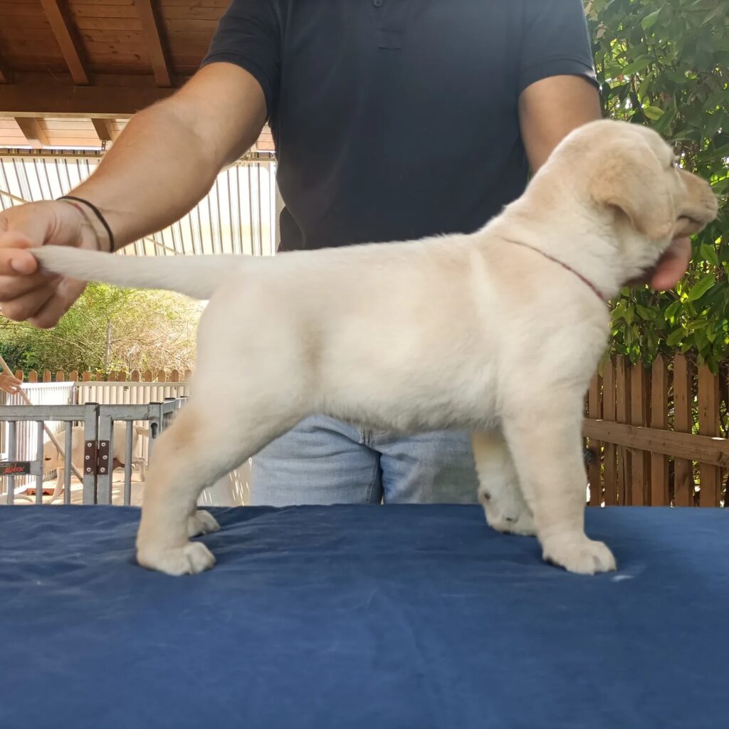 CUCCIOLI DI LABRADOR BIONDI con pedigree