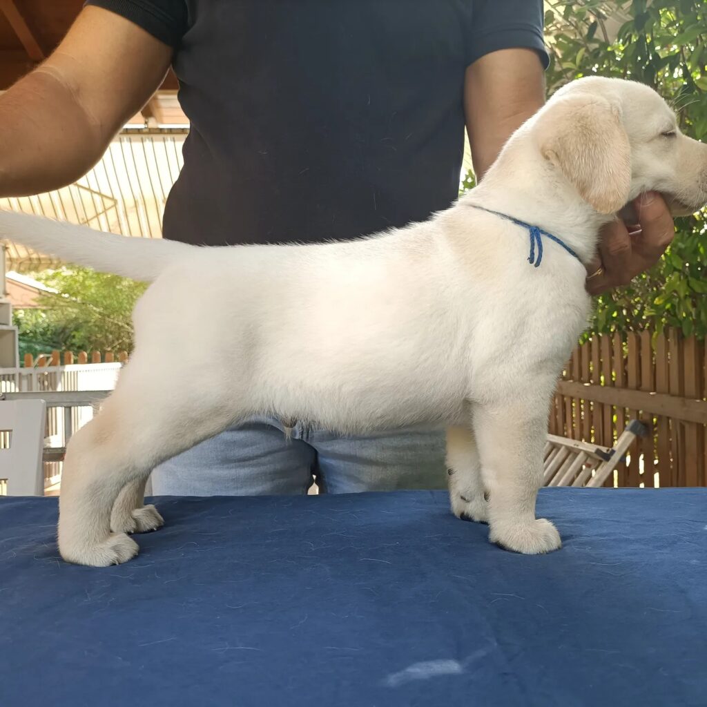 CUCCIOLI DI LABRADOR BIONDI con pedigree