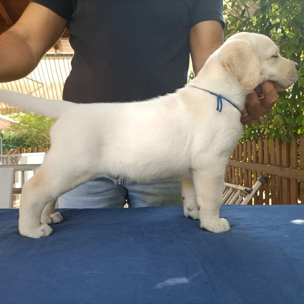 CUCCIOLI DI LABRADOR BIONDI con pedigree