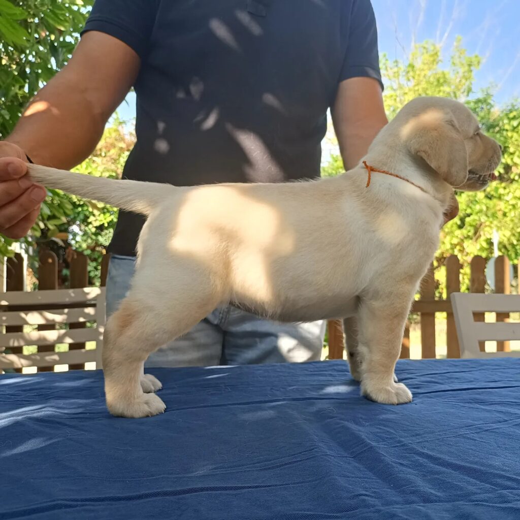 CUCCIOLI DI LABRADOR BIONDI con pedigree