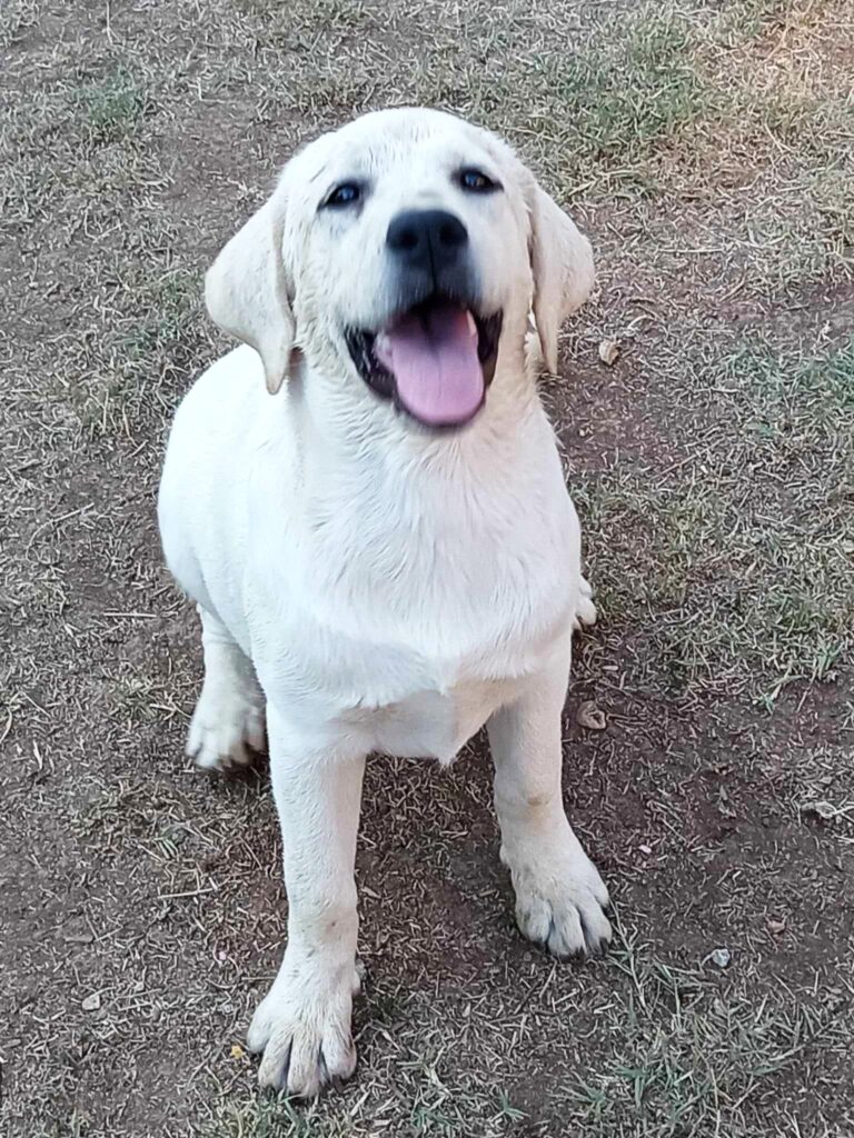 LABRADOR RETRIEVER FEMMINA