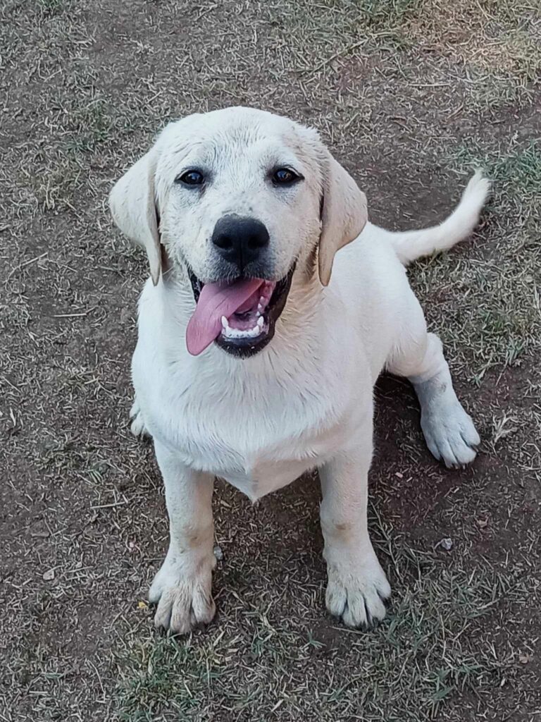 LABRADOR RETRIEVER FEMMINA