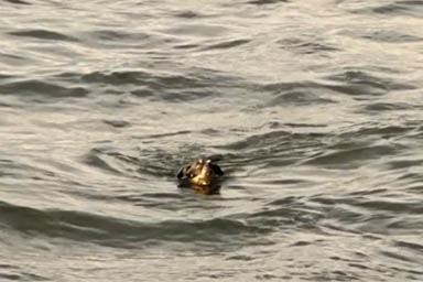 Cade in mezzo all'oceano, cane naufrago salvato da uno yacht